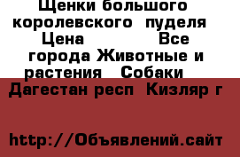 Щенки большого (королевского) пуделя › Цена ­ 25 000 - Все города Животные и растения » Собаки   . Дагестан респ.,Кизляр г.